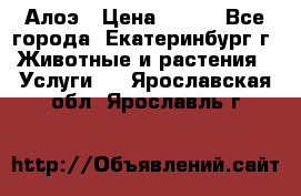 Алоэ › Цена ­ 150 - Все города, Екатеринбург г. Животные и растения » Услуги   . Ярославская обл.,Ярославль г.